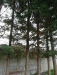 IMG_20190405_181917.jpg