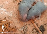 Ratas.jpg