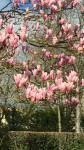 Fleurs du magnolia
