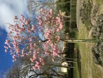 Allure du magnolia