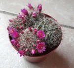 cactus.jpg