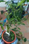 IMG_20190408_075853.jpg