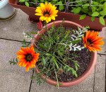 IMG_20190408_Gazania en fleurs.jpg