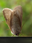 Papillon de nuit 1.JPG