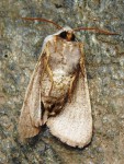 Papillon de nuit 2.JPG