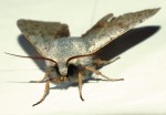 Papillon de nuit 3.JPG