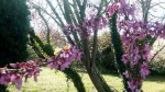 Arbres fleurs 1.jpg