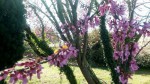 Arbres fleurs.jpg
