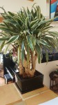 plante 1.jpg