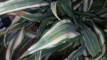 plante4.jpg