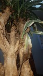 plante 3.jpg
