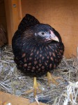 thumbnail_IMG_9312.jpg