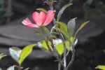 IMG_0223.JPG