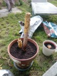 voila comment je les ai replantés dans la nouvelle terre