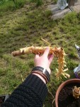 ce qui était le haut de la plante (mou) et tordu