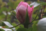 IMG_0232.JPG