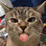 Minet râle.jpg