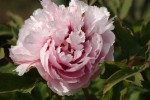 DSC01284.jpg
