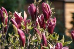 DSC01292.jpg