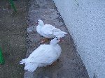 la ciotat année 2004 049.jpg