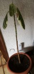 ficus.jpg