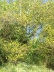 IMG_1358.JPG