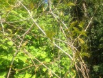 IMG_1368.JPG