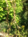 IMG_1369.JPG
