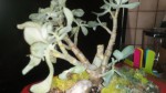 IMG_20190416_105908_3CS[1].jpg