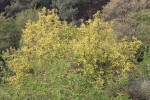 Fausse chlorose 246.JPG