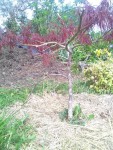 rps20190417_225950_521.jpg