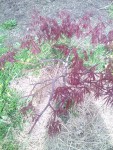 rps20190417_230031.jpg