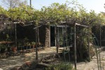 Pergola Actinidia-260.JPG