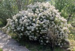 'Aztec Pearl'-0253.jpg