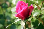 polyantha-0251.jpg