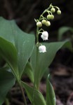 Muguet 23.JPG