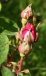 Rose rose.JPG