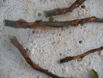 IMG_0615.jpeg