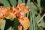 DSC01326.jpg