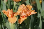 DSC01335.jpg
