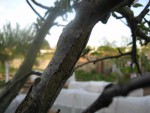 IMG_0623.jpg