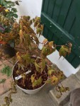 Red Wine - 2.jpg
