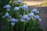 DSC01342.jpg