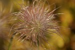 DSC01347.jpg