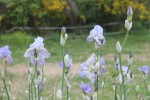 Iris pallida 282.JPG