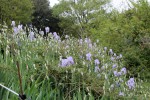 Iris pallida 287.JPG