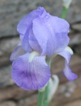 Iris pallida 284.JPG