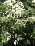 IMG_2163.jpg