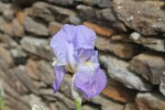 IMG_0299.JPG