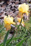 Iris jaune 296.JPG